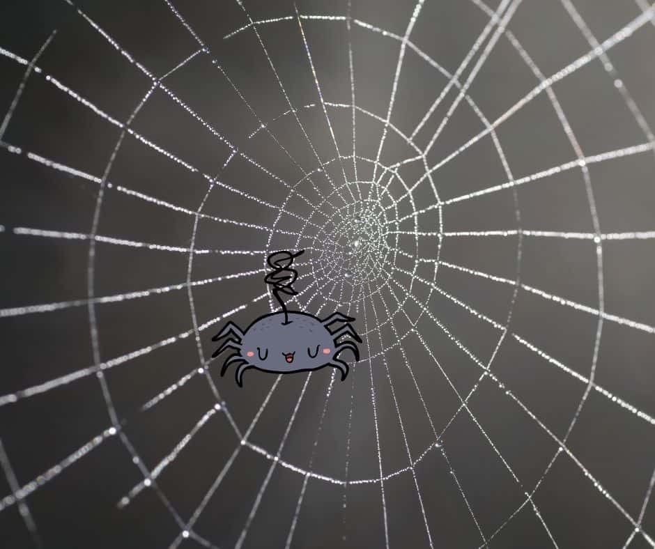 How Do Spiders Make Their Webs 