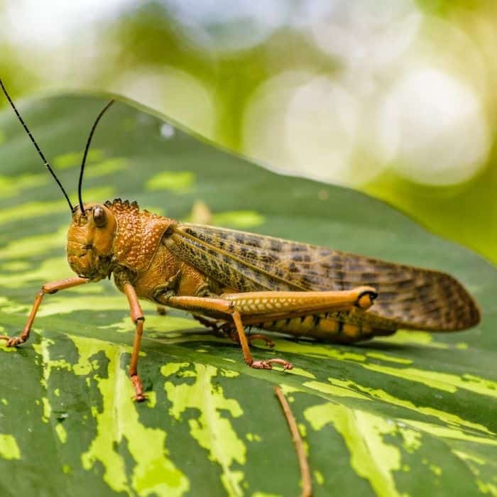 List 98+ Wallpaper Lizard Is To Vertebrate As Cricket Is To Stunning