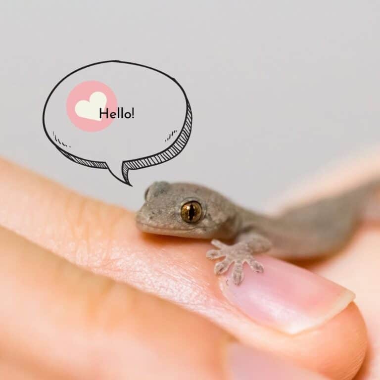 What Do Baby Lizards Eat? - Our Small Pets