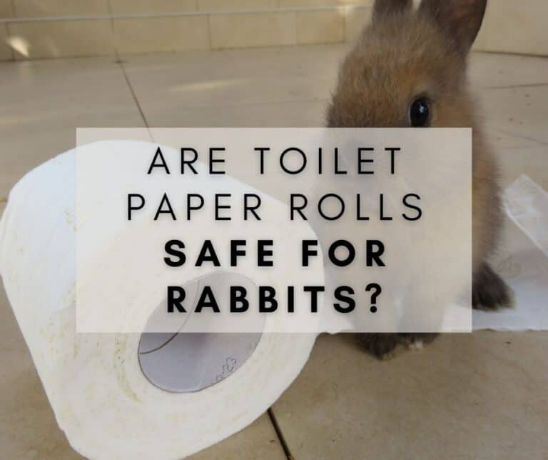 Are Toilet Paper Rolls Safe for Rabbits? Important!