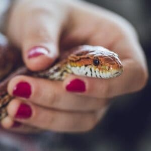 Can Snakes Recognize Voices?