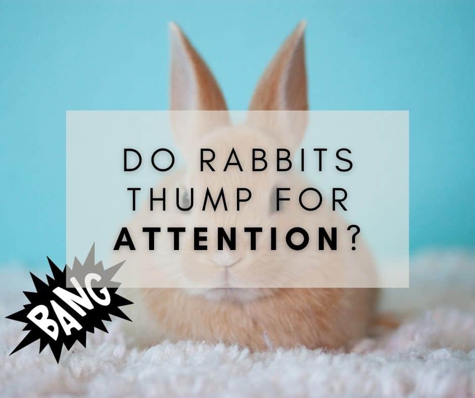 Do Rabbits Thump for Attention?