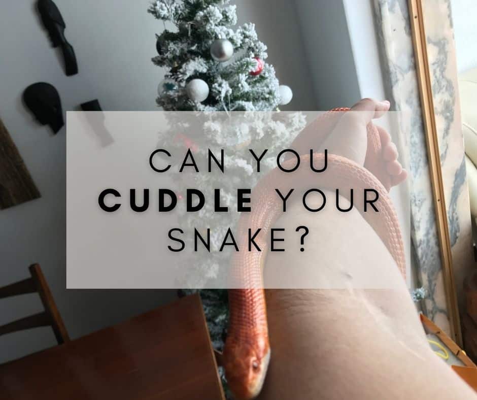 Can You Cuddle Your Snake?