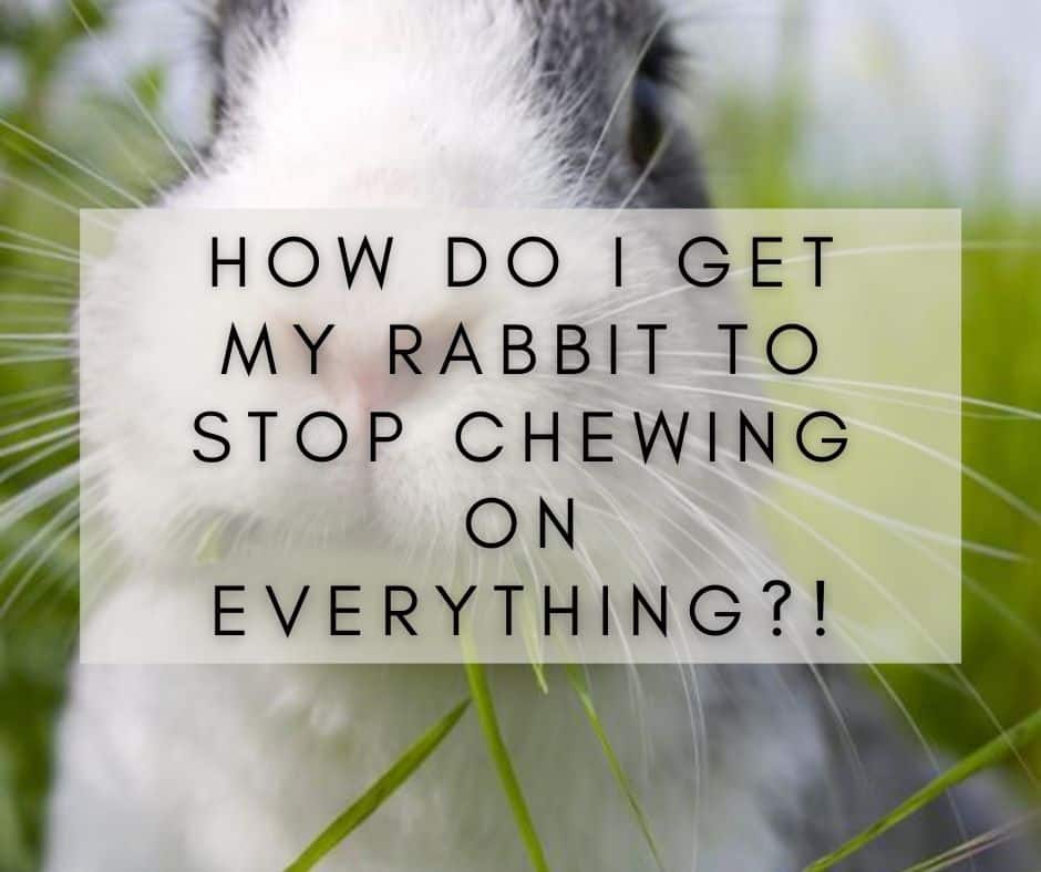 How Do I Get My Rabbit To Stop Chewing on Everything?!