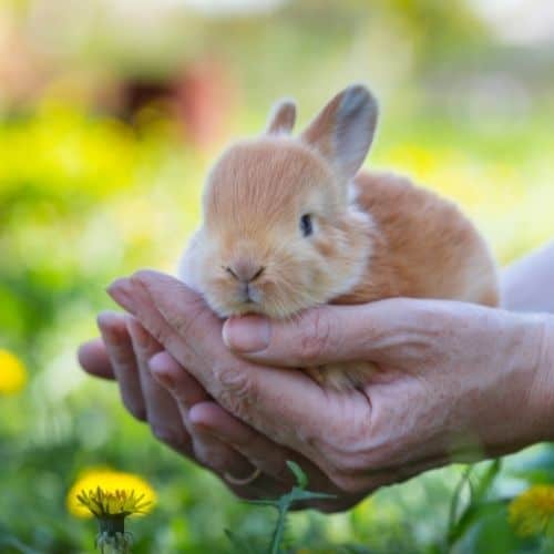 bunny holding in hand