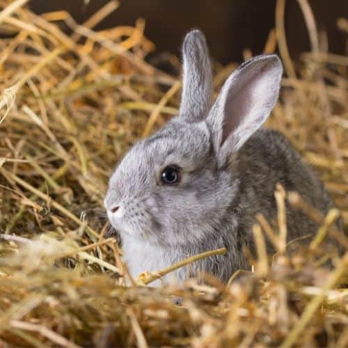 bunny hay