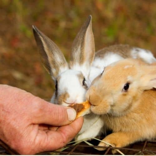 bunnies eating