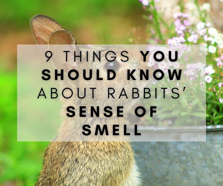 9 Things You Should Know About Rabbits’ Sense of Smell