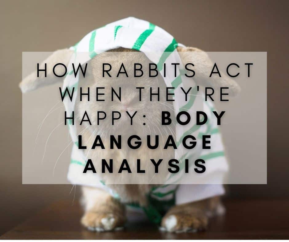 how-rabbits-act-when-they-re-happy-body-language-analysis