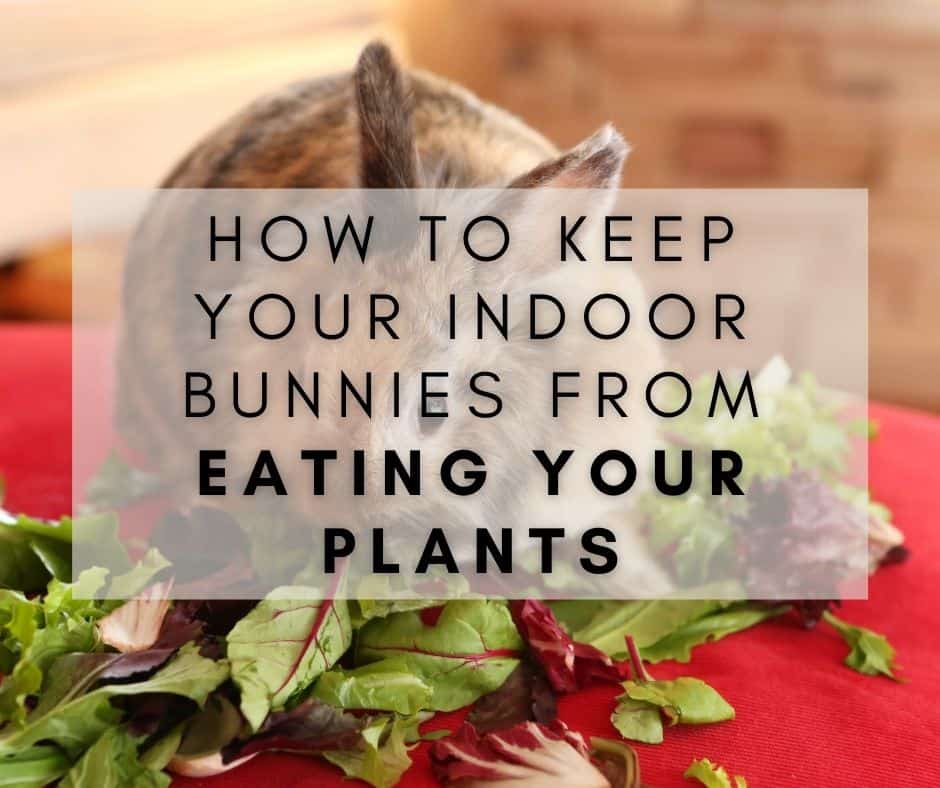 How to Keep Your Indoor Bunnies From Eating Your Plants