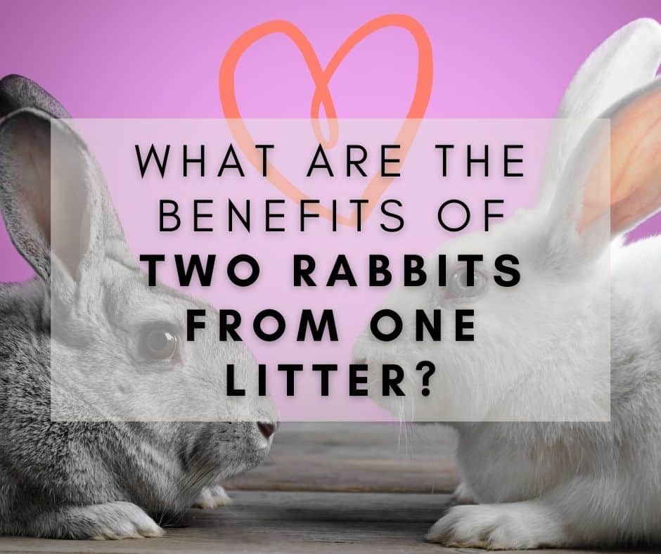 What are the benefits of two rabbits from one litter?