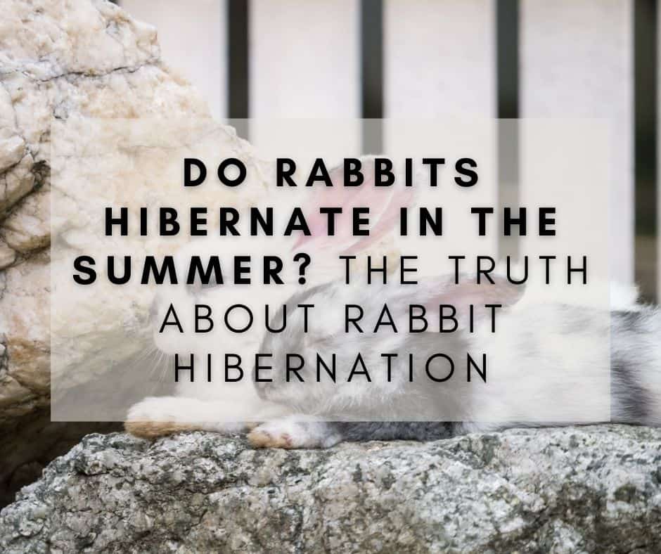 Do Rabbits Hibernate in the Summer? The Truth About Rabbit Hibernation