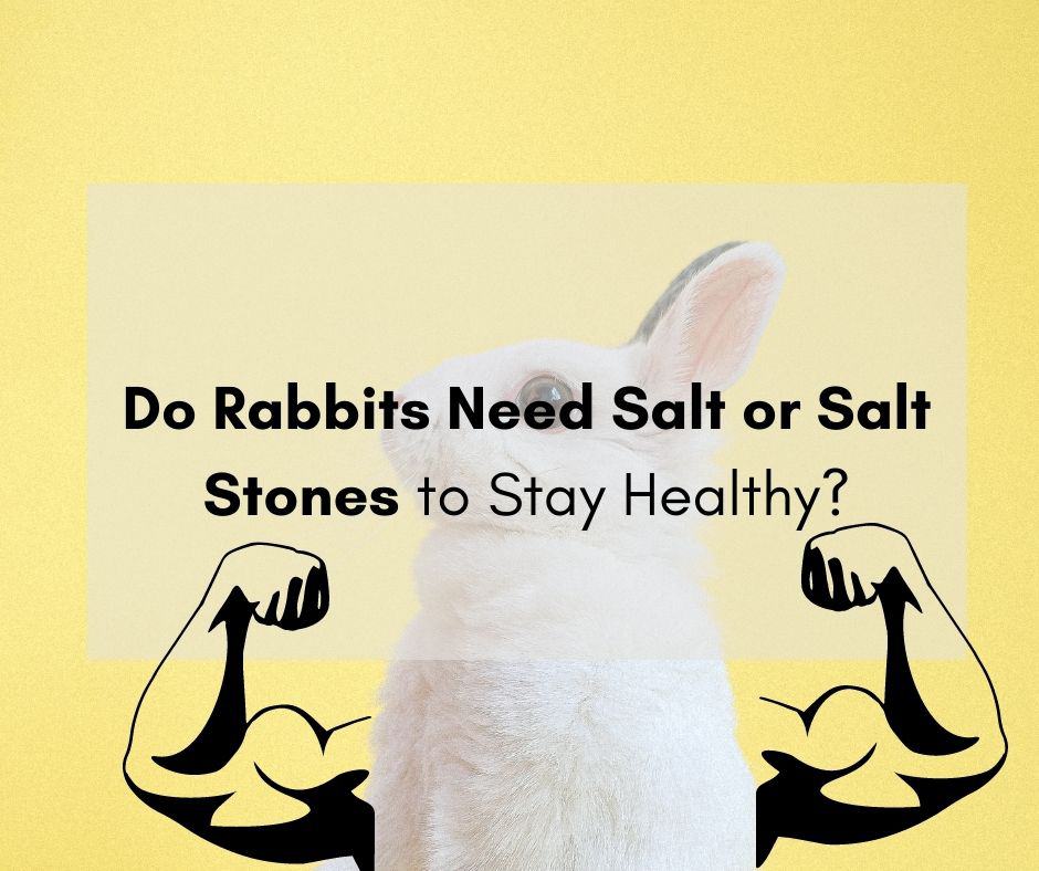 Do Rabbits Need Salt or Salt Stones to Stay Healthy