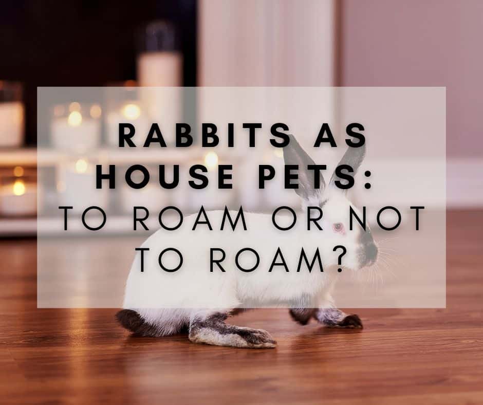 Rabbits as House Pets: To Roam or Not to Roam?