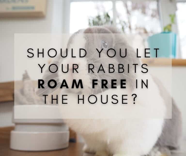 FreeRoaming Rabbits The Pros and Cons of Letting Them Loose in Your Home