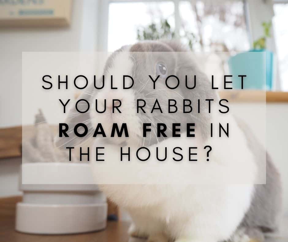 Should You Let Your Rabbits Roam Free in the House