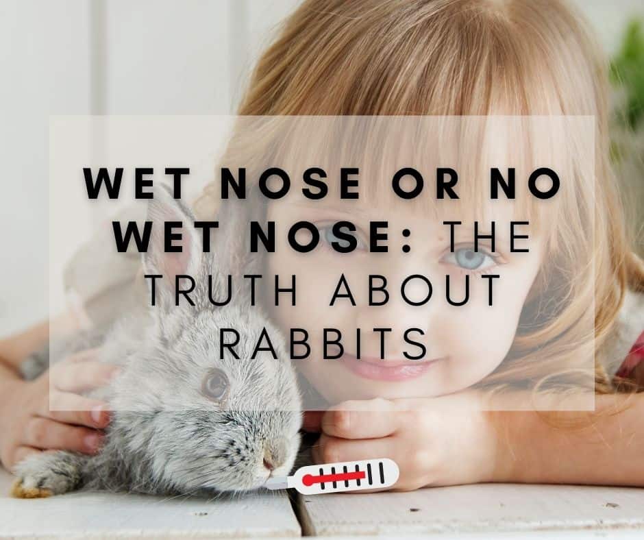 Wet Nose or No Wet Nose The Truth About Rabbits