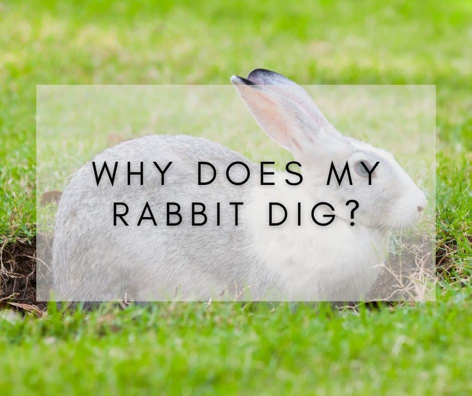 Rabbit 101: Digging Behaviour Explained