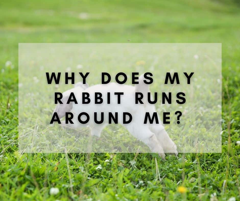 Why Does My Rabbit Runs Around Me?