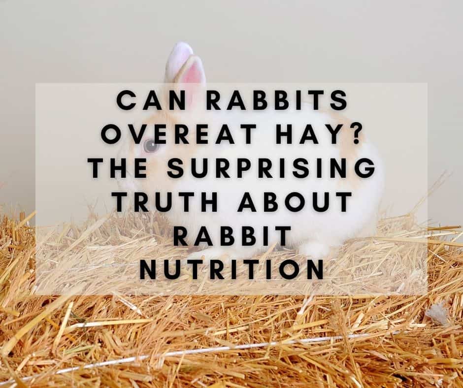 Can Rabbits Overeat Hay? The Surprising Truth About Rabbit Nutrition