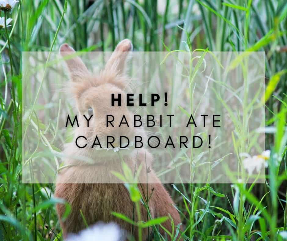 Help! My Rabbit Ate Cardboard – What To Look For