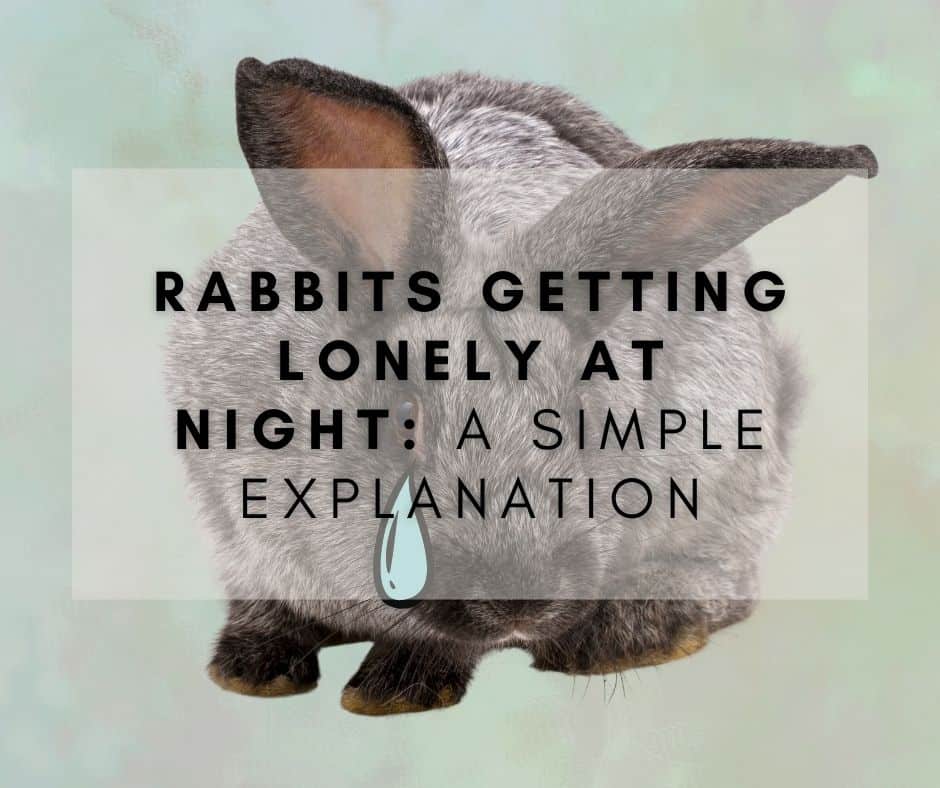 Do Rabbits Get Lonely at Night: A Simple Explanation