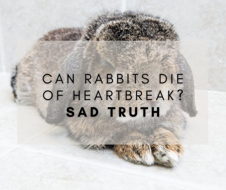 can-rabbits-die-of-heartbreak-sad-truth