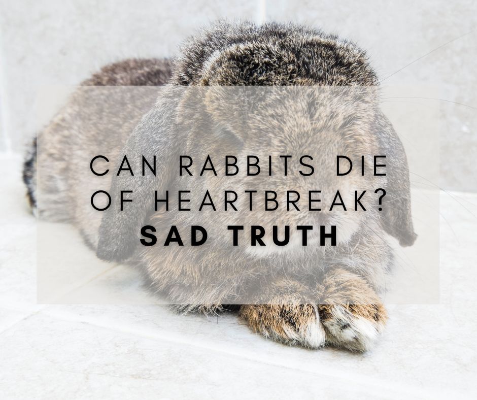 Can Rabbits Die of Heartbreak? Sad Truth