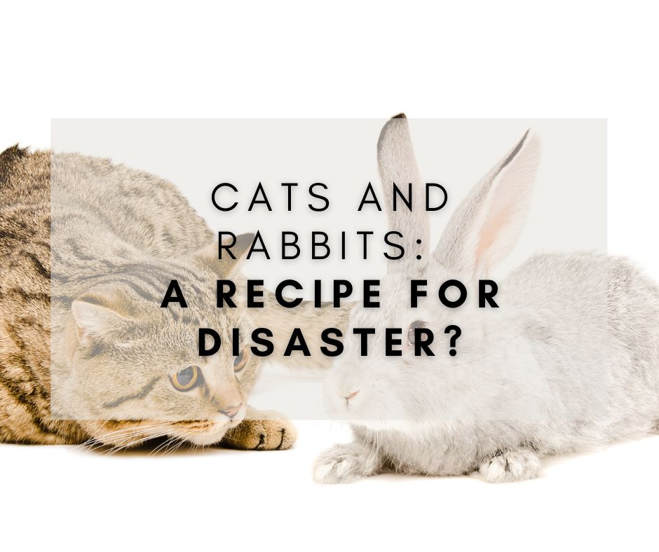 Cats and Rabbits: A Recipe for Disaster?