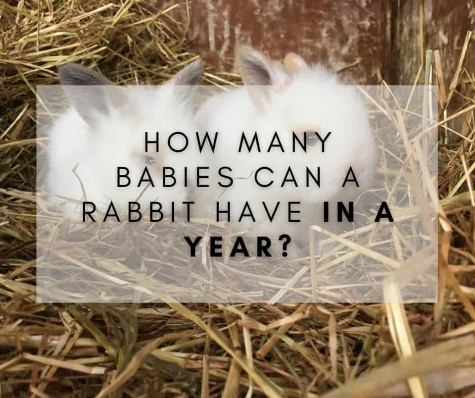 How Many Babies Can A Rabbit Have In A Year A Must Read 