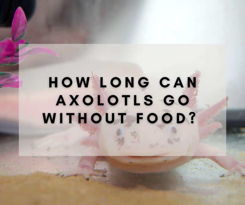 How Long Can Axolotls Go without Food