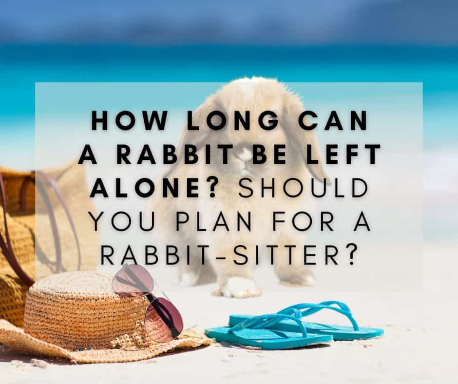 How Long Can a Rabbit Be Left Alone?