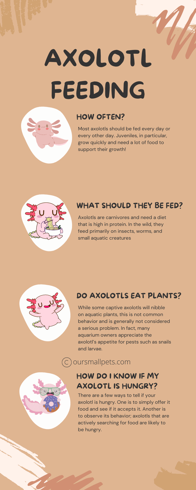 Axolotl feeding infographic