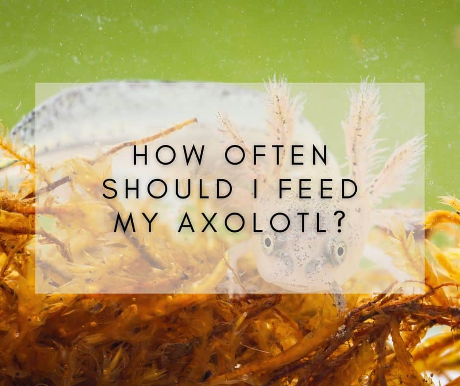 how-often-should-i-feed-my-axolotl-everything-you-need-to-know-about