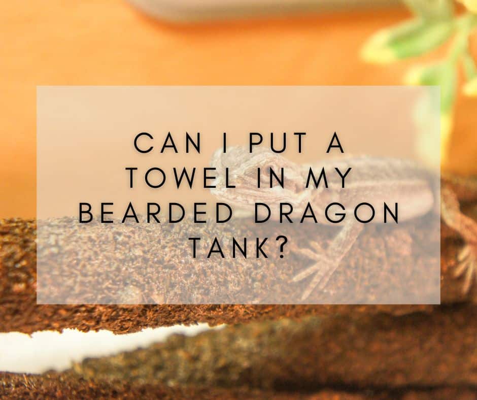 Can I Put a Towel in My Bearded Dragon Tank