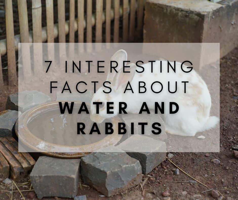 7 Interesting Facts About Water and Rabbits