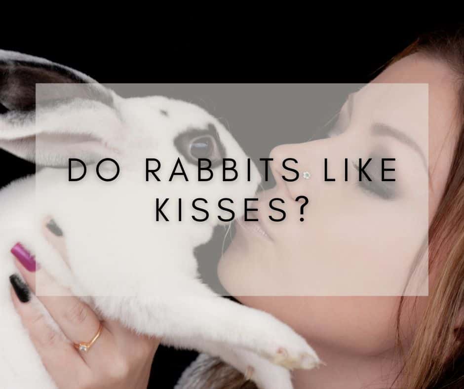 do rabbits like kisses