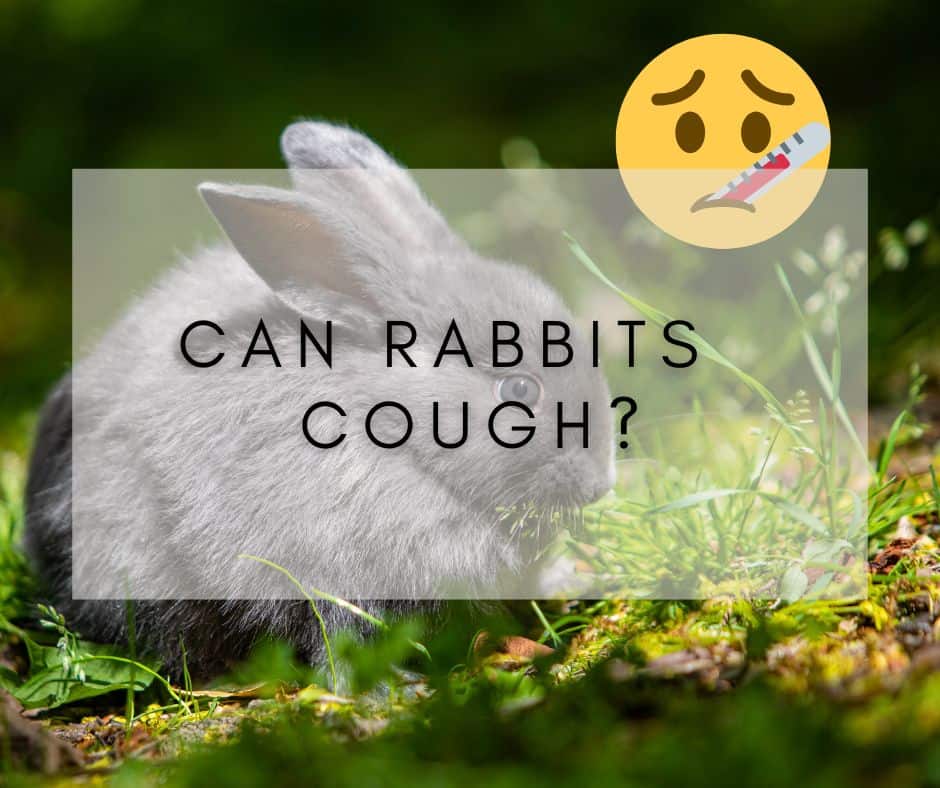 Caring for Your Coughing Rabbit: Can Rabbits Even Cough?