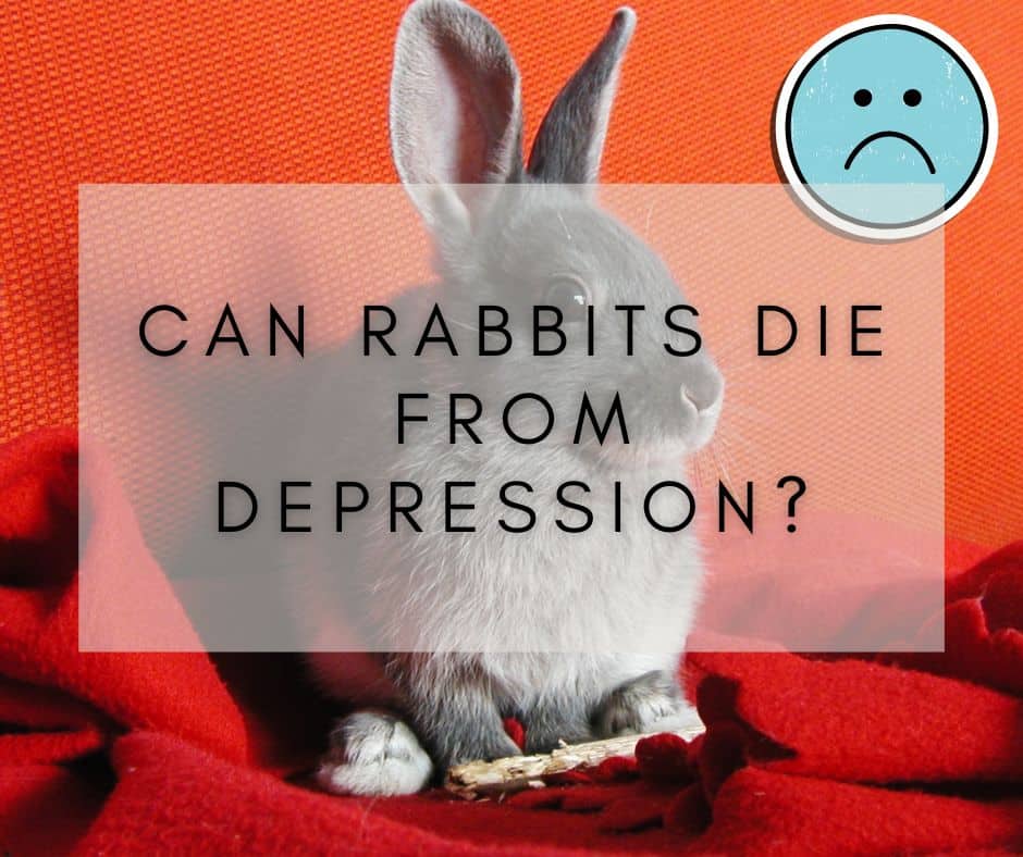 Can Rabbits Die from Depression?