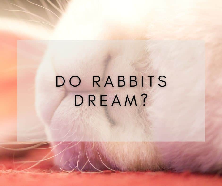 Do rabbits dream?