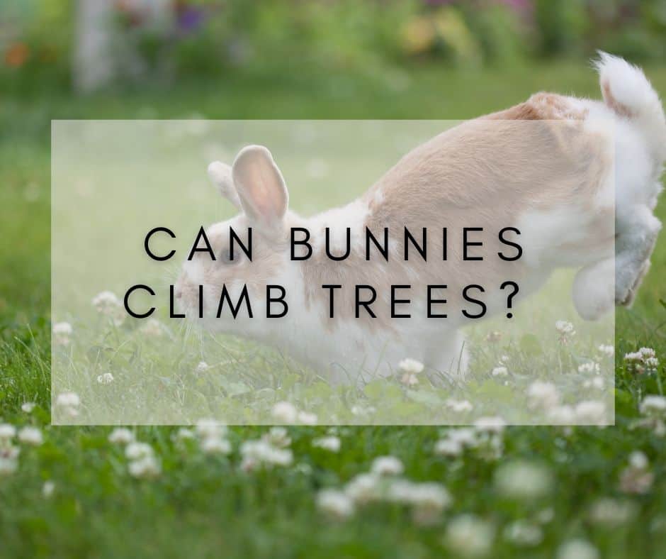 Can Bunnies Climb Trees?