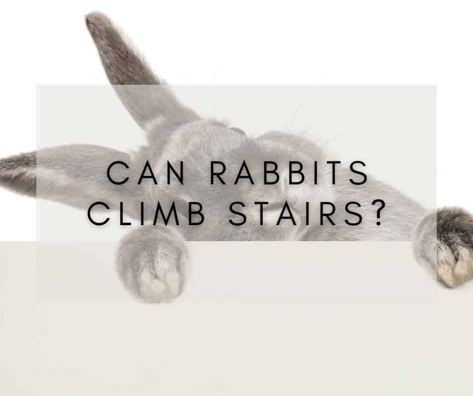 Can Rabbits Climb Stairs?