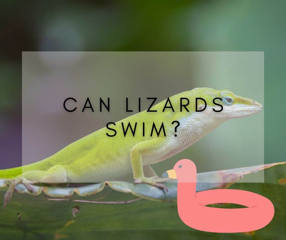 Can lizards swim?