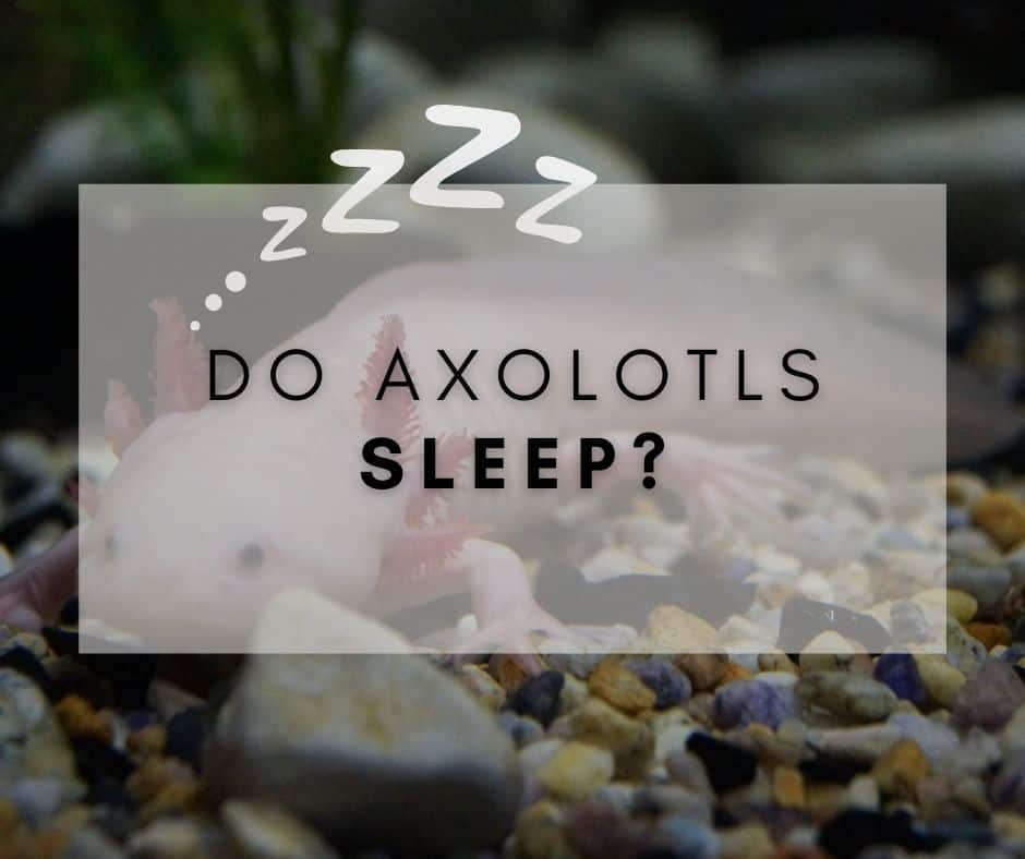 Do Axolotls sleep?