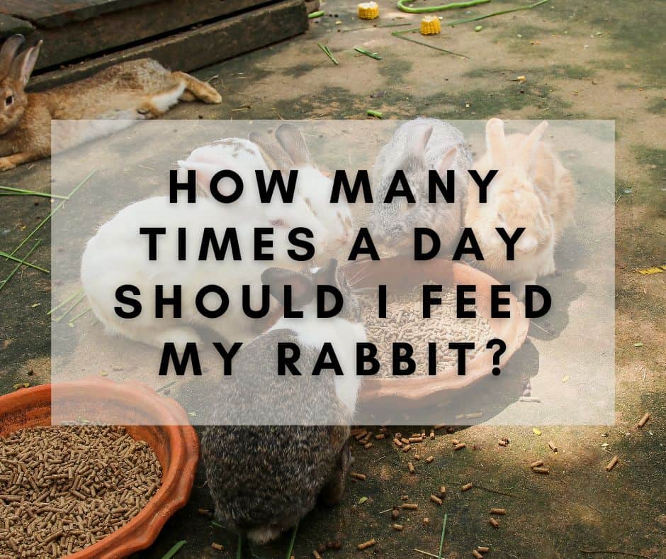 How Many Times a Day Should I Feed My Rabbit