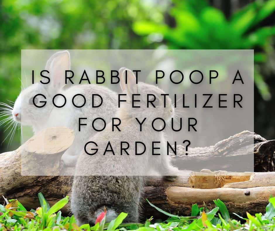 Is Rabbit Poop a Good Fertilizer for Your Garden