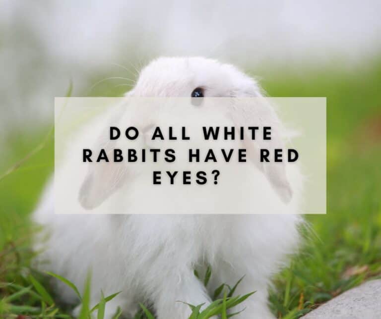 do-all-white-rabbits-have-red-eyes-exploring-the-genetic-basis