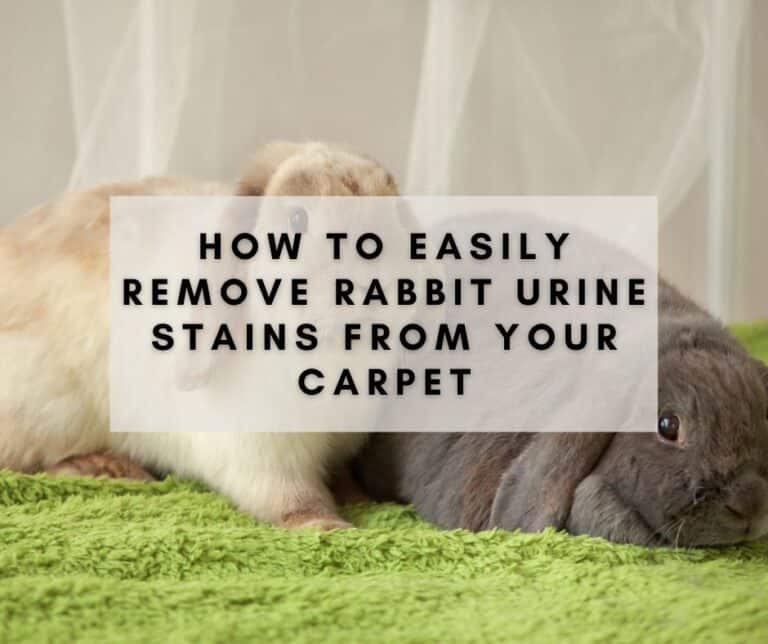 how-to-easily-remove-rabbit-urine-stains-from-your-carpet